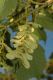 image of Acer tegmentosum