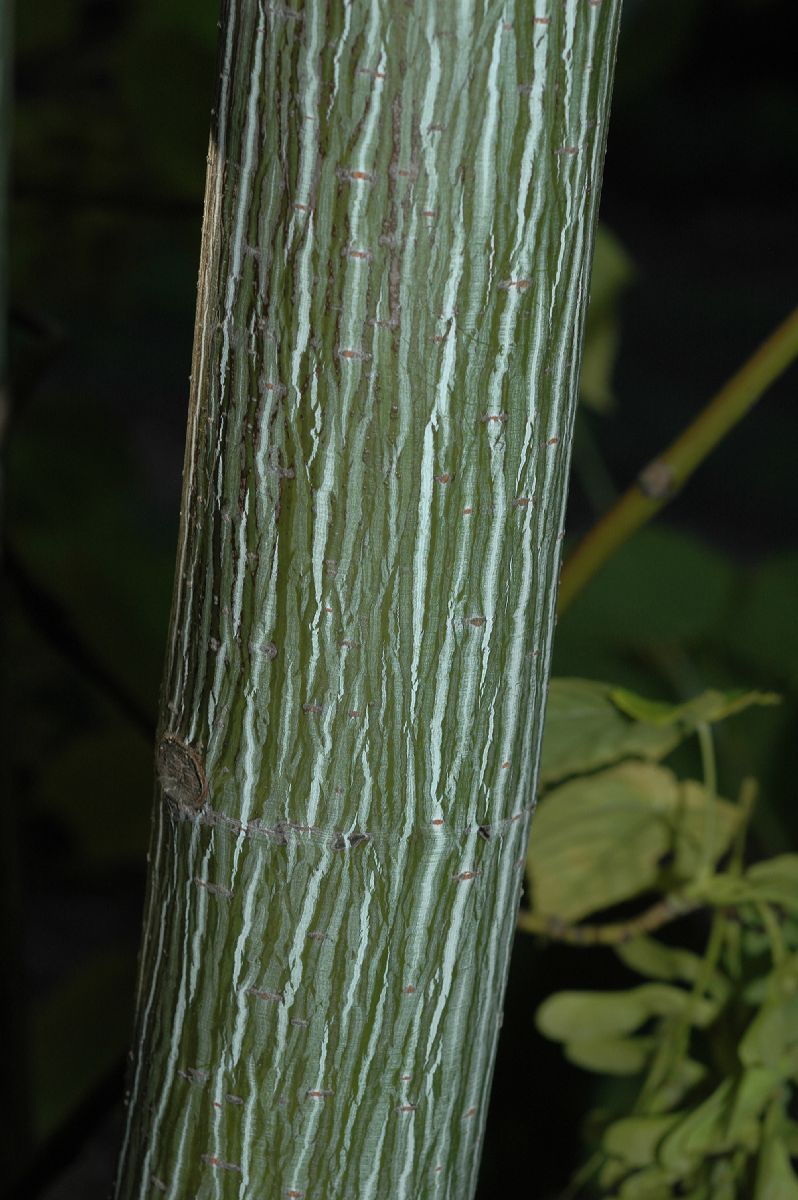 Aceraceae Acer tegmentosum