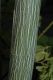 image of Acer tegmentosum