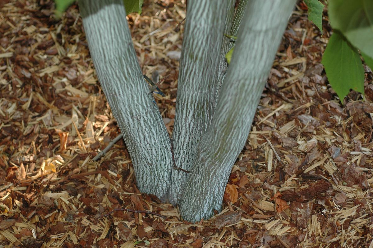 Aceraceae Acer tegmentosum