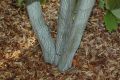 image of Acer tegmentosum
