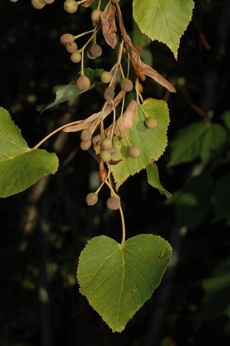 Tiliaceae Tilia amurensis