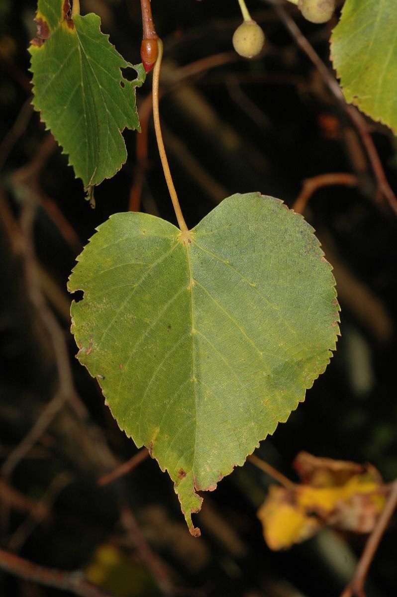 Tiliaceae Tilia amurensis