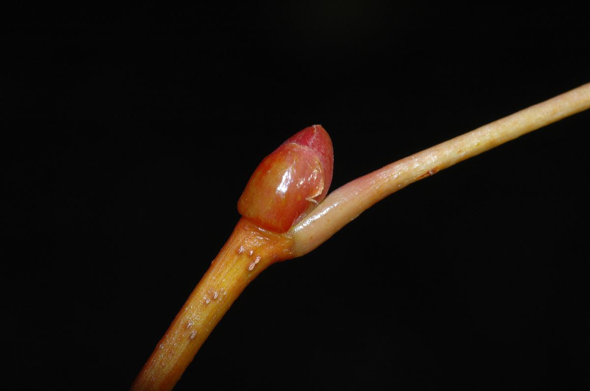 Tiliaceae Tilia amurensis