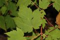 image of Acer ukurunduense