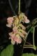 image of Acer ukurunduense
