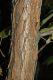 image of Acer ukurunduense