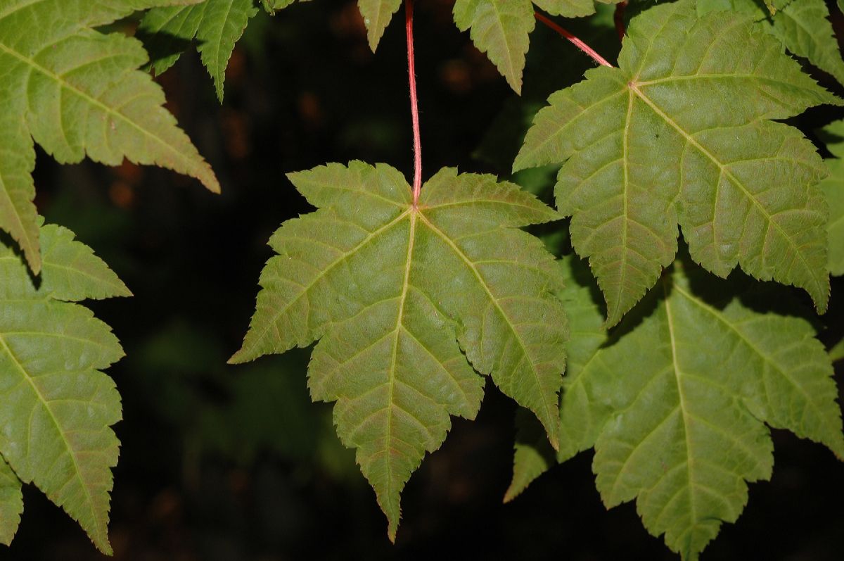 Aceraceae Acer tschonoskii