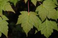 image of Acer tschonoskii