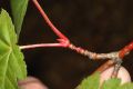 image of Acer tschonoskii