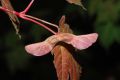 image of Acer tschonoskii