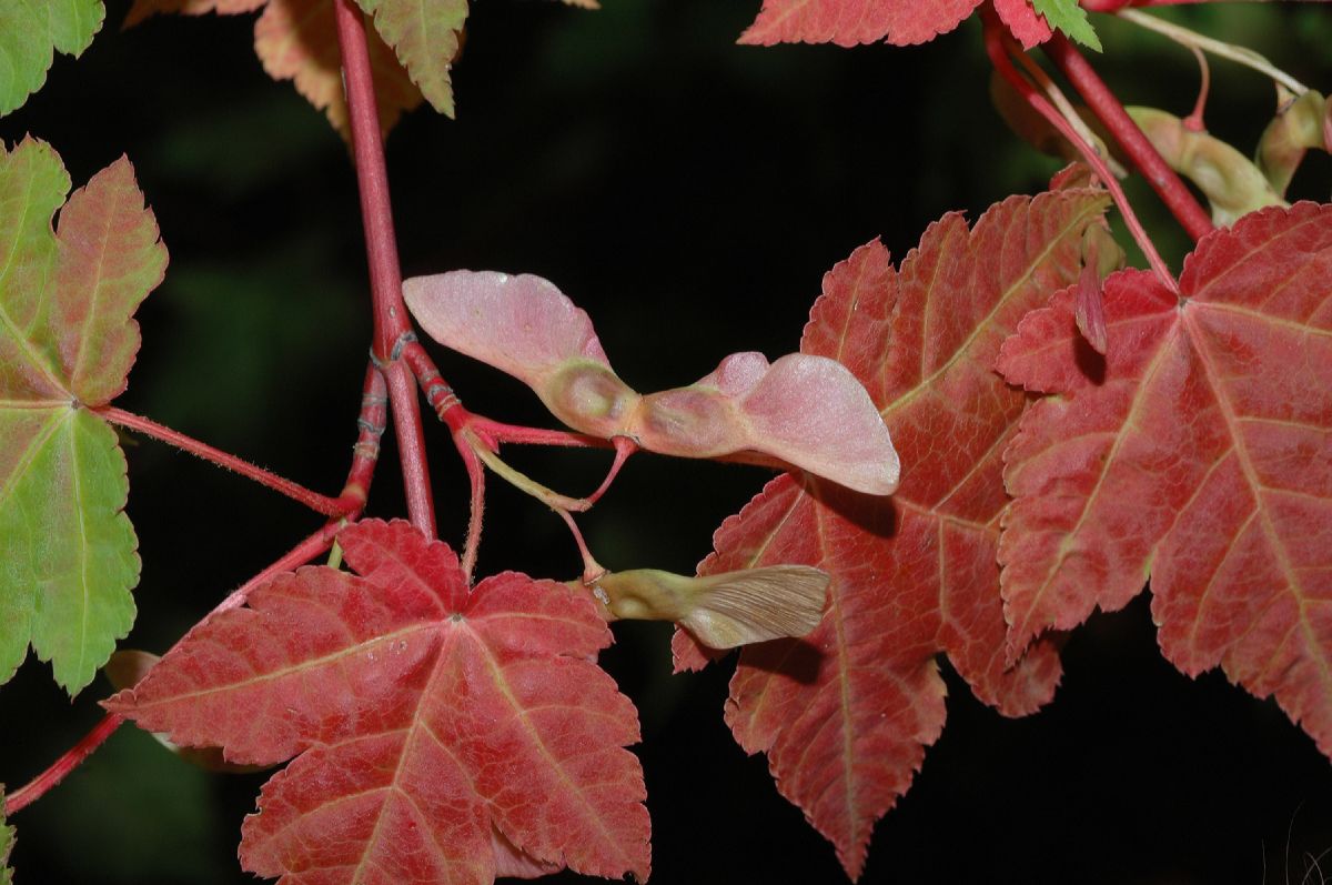 Aceraceae Acer tschonoskii
