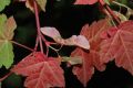 image of Acer tschonoskii