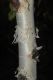 image of Betula costata