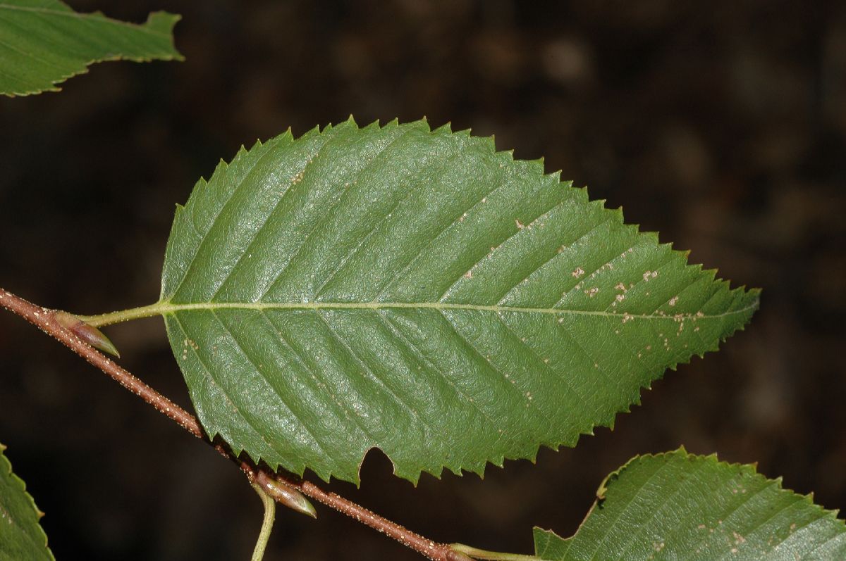 Betulaceae Betula costata