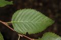 image of Betula costata