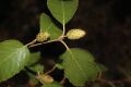 image of Betula costata