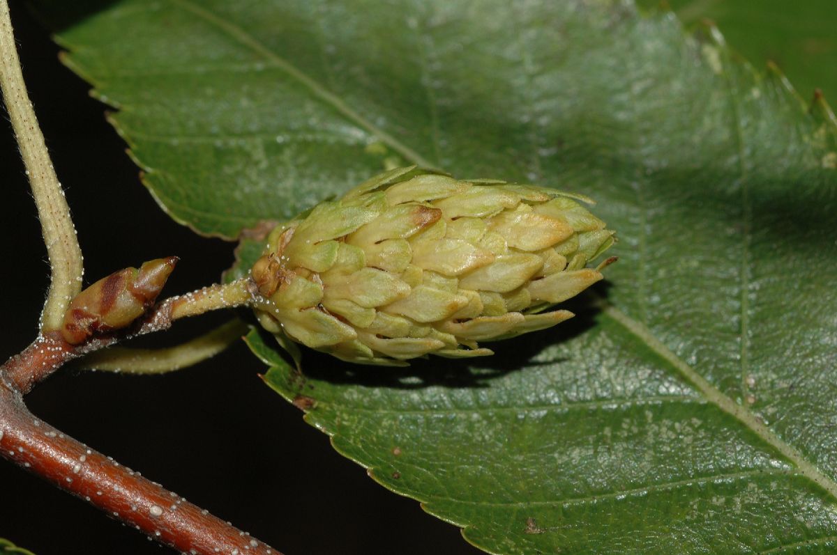 Betulaceae Betula costata