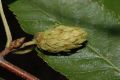 image of Betula costata