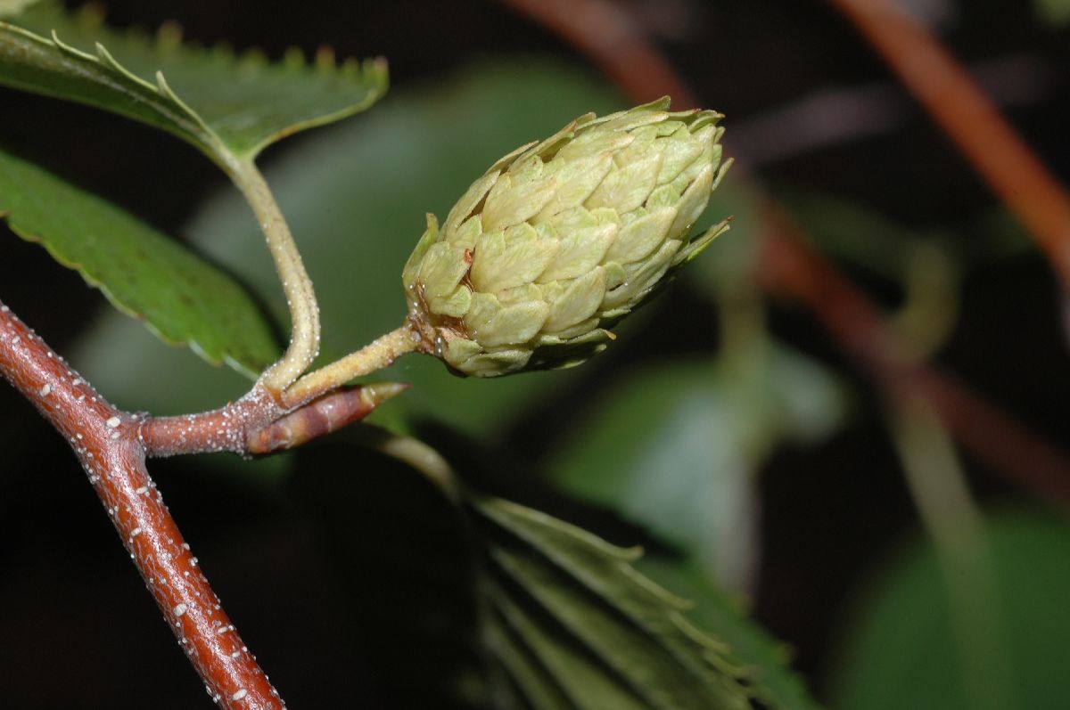 Betulaceae Betula costata