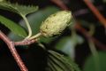 image of Betula costata