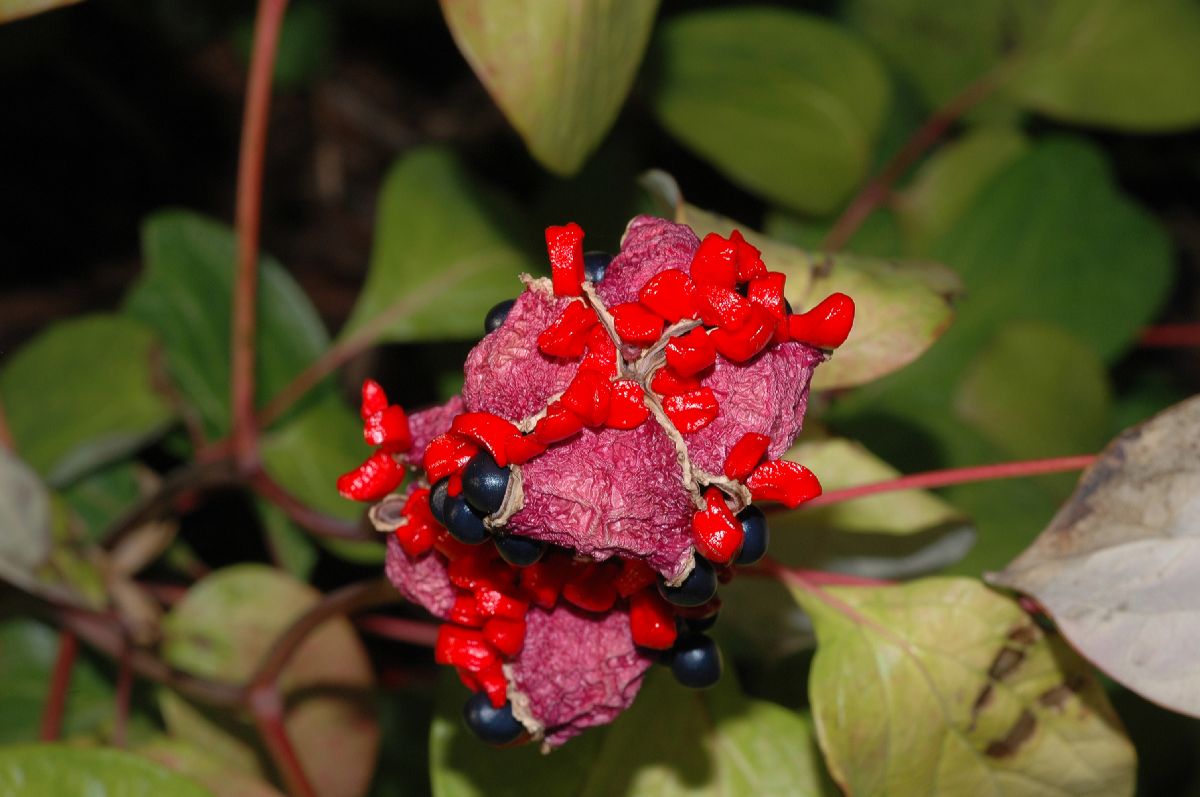Paeoniaceae Paeonia obovata