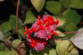 image of Paeonia obovata