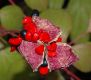 image of Paeonia obovata