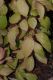 image of Paeonia obovata