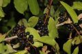 image of Rhamnus ussuriensis