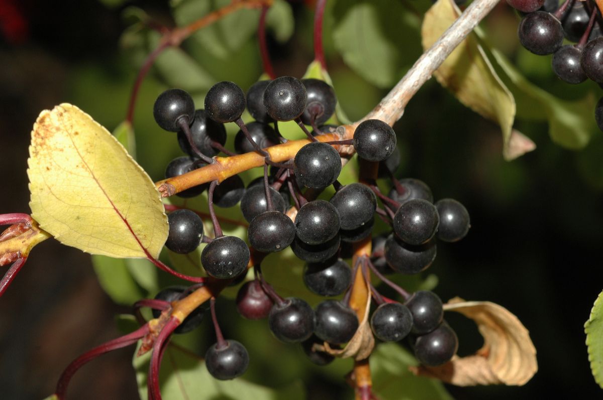 Rhamnaceae Rhamnus ussuriensis