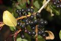 image of Rhamnus ussuriensis