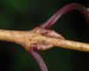 image of Rhamnus ussuriensis