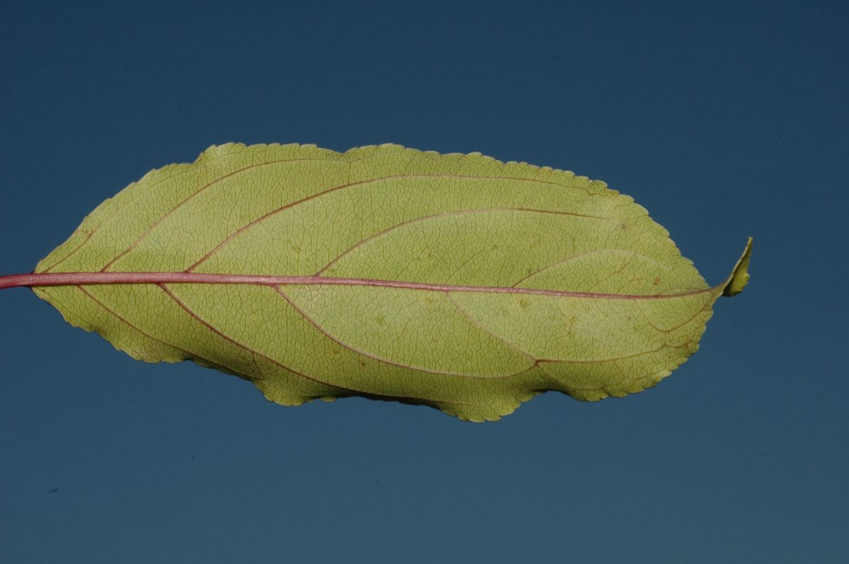 Rhamnaceae Rhamnus ussuriensis