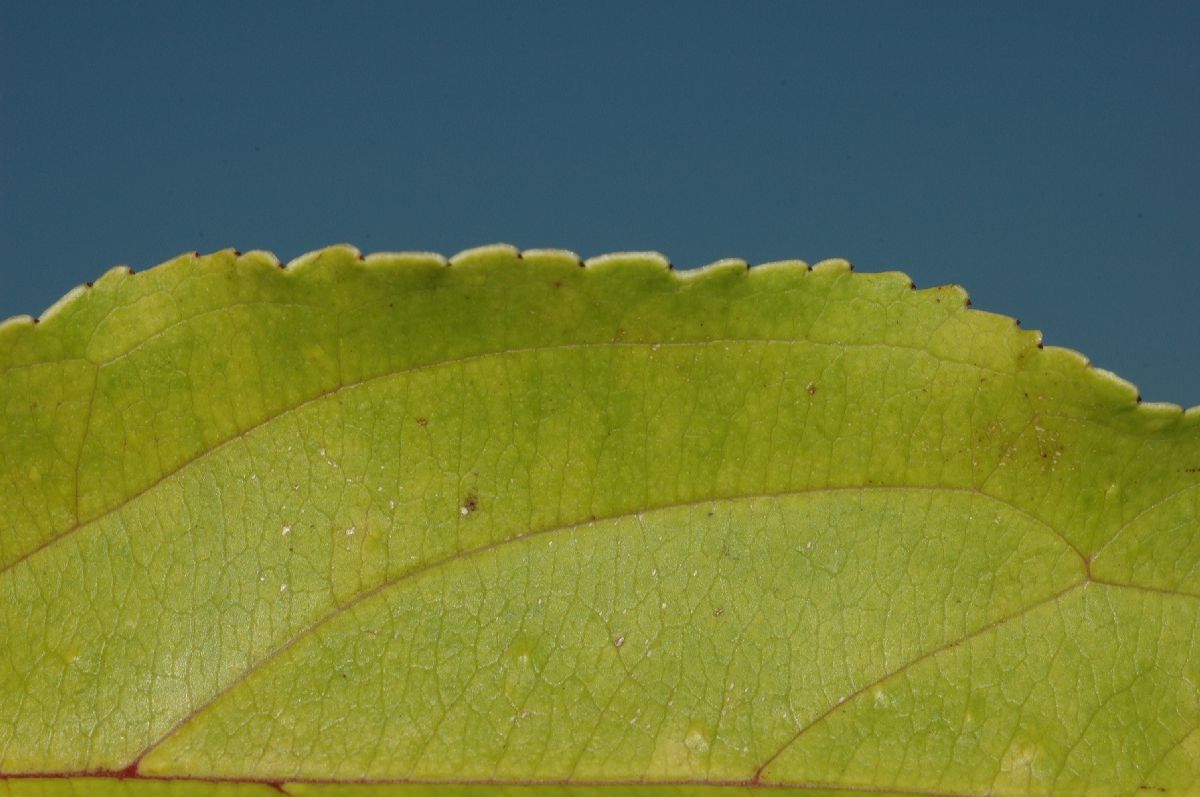 Rhamnaceae Rhamnus ussuriensis