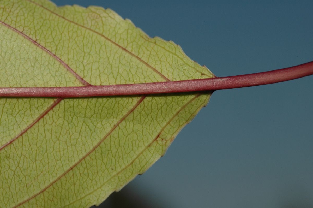 Rhamnaceae Rhamnus ussuriensis