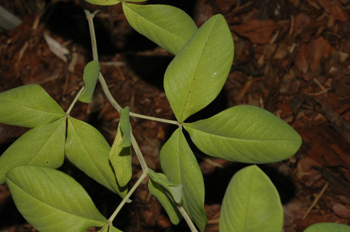 Fabaceae Thermopsis lupinoides