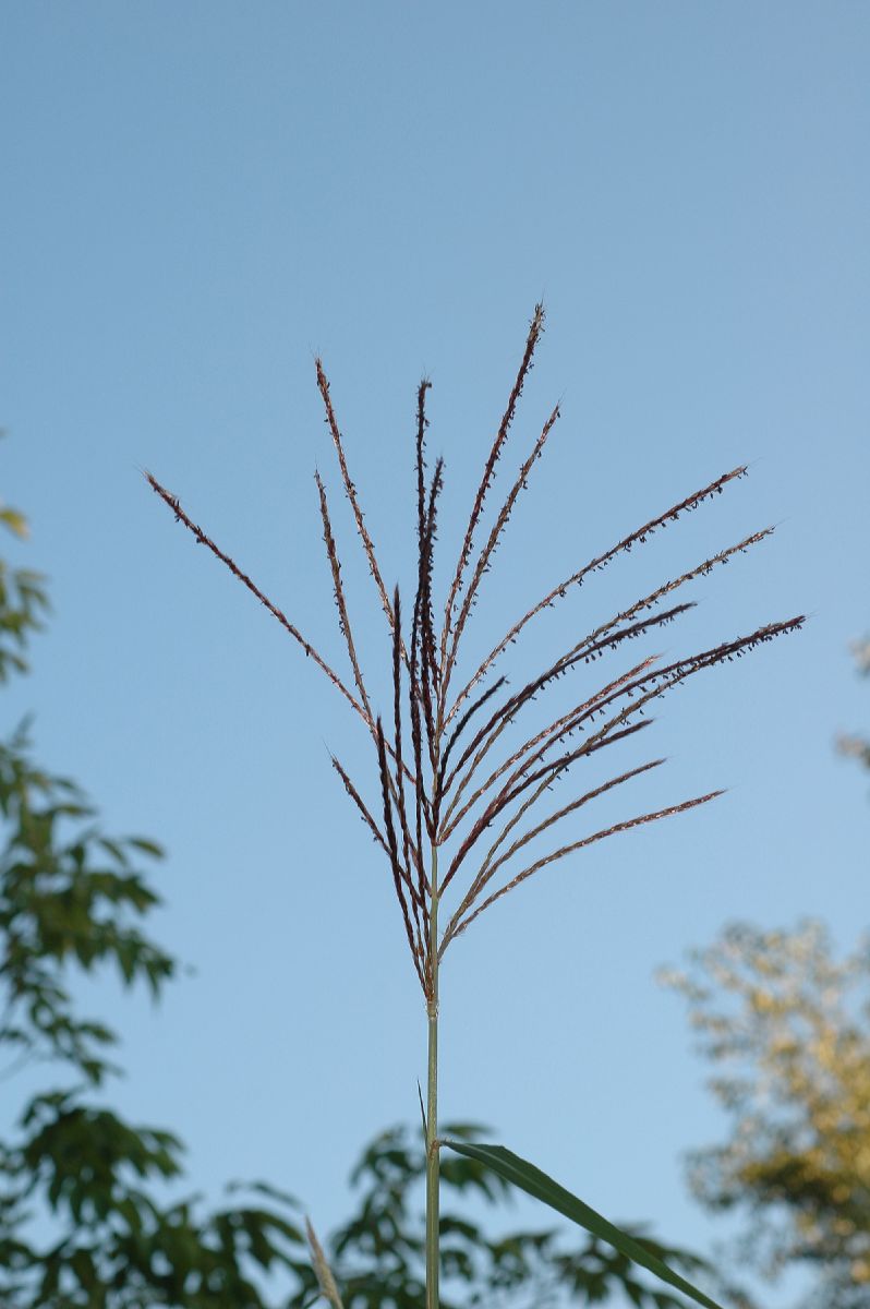 Poaceae Miscanthus sinensis