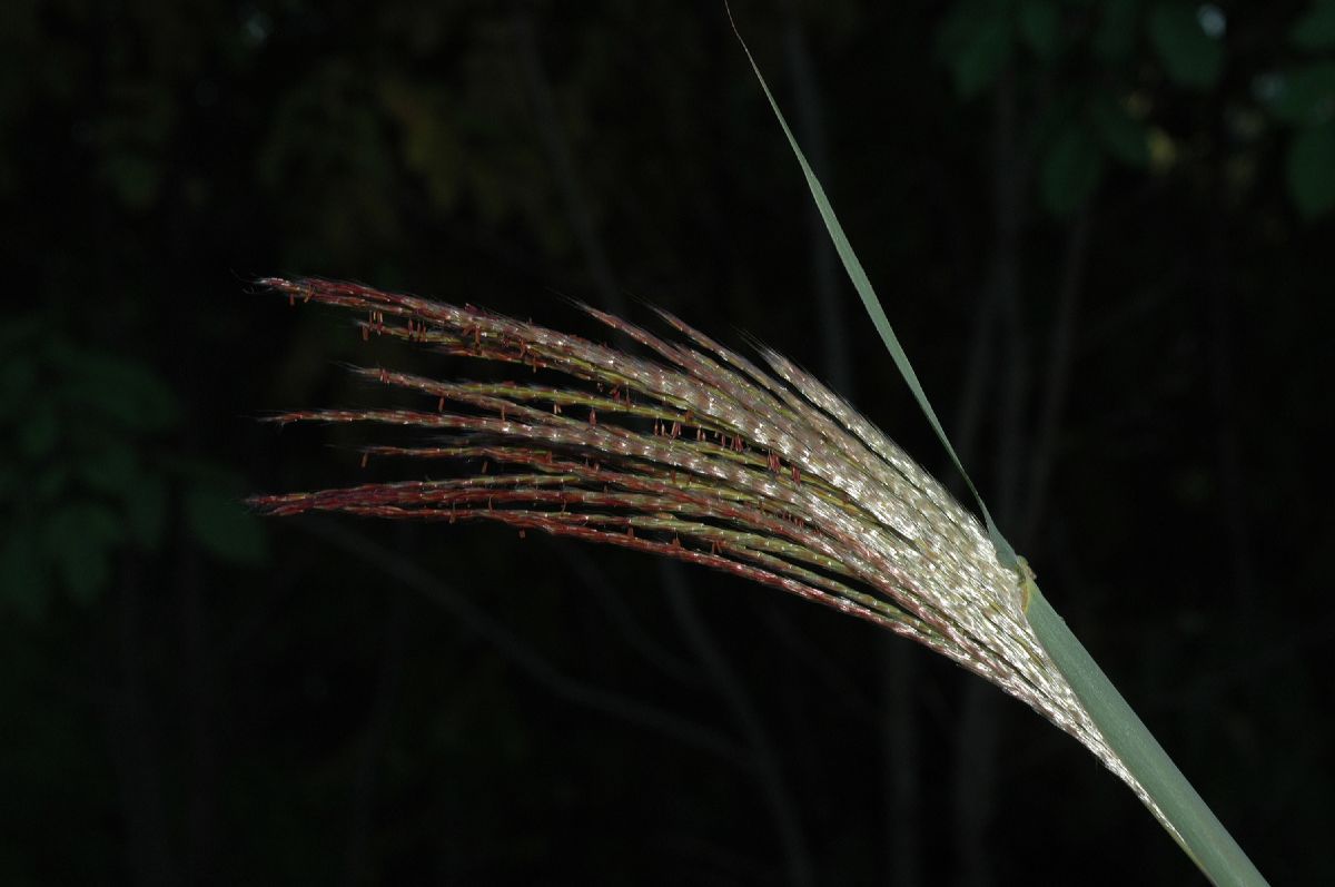 Poaceae Miscanthus sinensis
