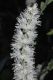 image of Actaea simplex