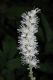 image of Actaea simplex