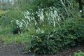 image of Actaea simplex