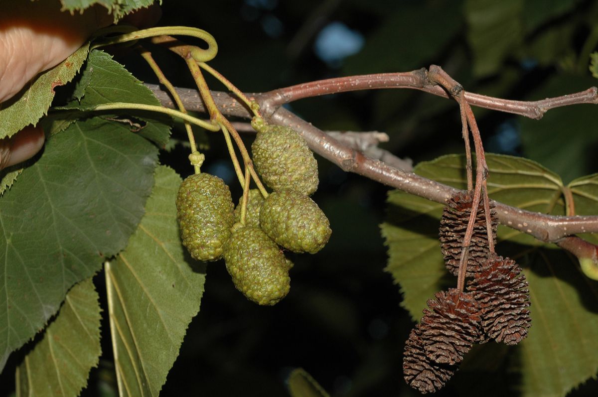 Betulaceae Alnus maximowiczii