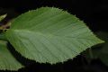 image of Alnus maximowiczii