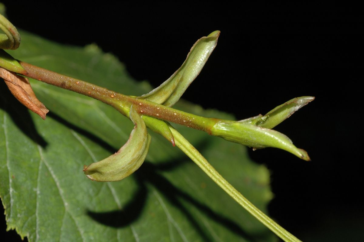 Betulaceae Alnus maximowiczii