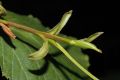 image of Alnus maximowiczii