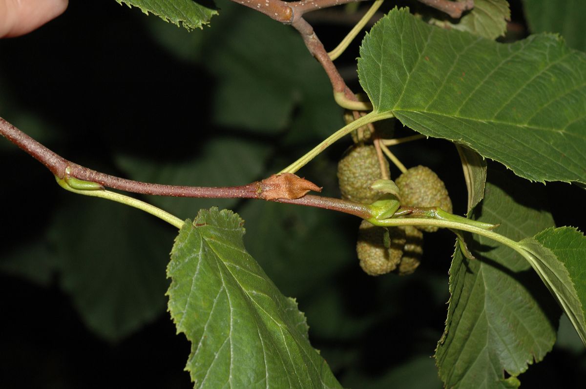 Betulaceae Alnus maximowiczii