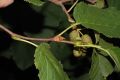 image of Alnus maximowiczii
