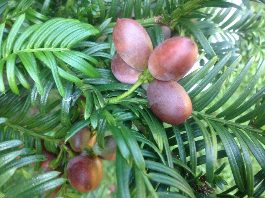 Cephalotaxaceae Cephalotaxus sinensis