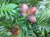 image of Cephalotaxus sinensis